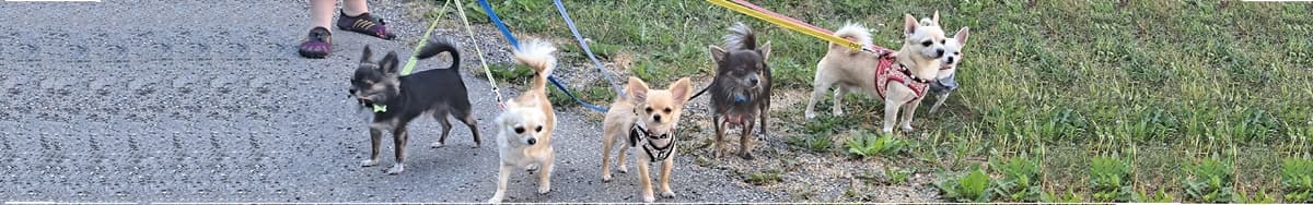 Chihuahua