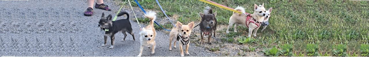Chihuahua iFokus