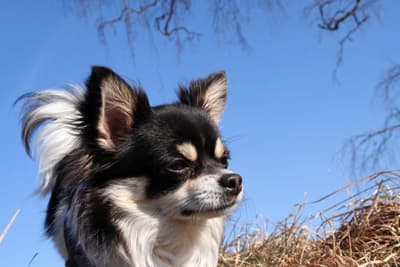 Välkommen till Chihuahua