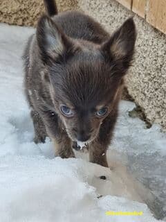 Vinter och Chihuahua..😎